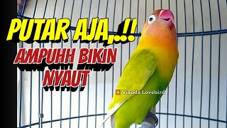 Download lagu Kalau MAU Bunyi PUTAR AJA,.! Pancingan Lovebird Fighter Ngekek ini, Suaranya AMPUH Bikin NYAUT mp3 Download lagu Kalau MAU Bunyi PUTAR AJA,.! Pancingan Lovebird Fighter Ngekek ini, Suaranya AMPUH Bikin NYAUT mp3