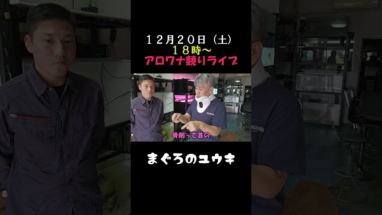 首が動かないと一人遊びも大変よ #アロワナ