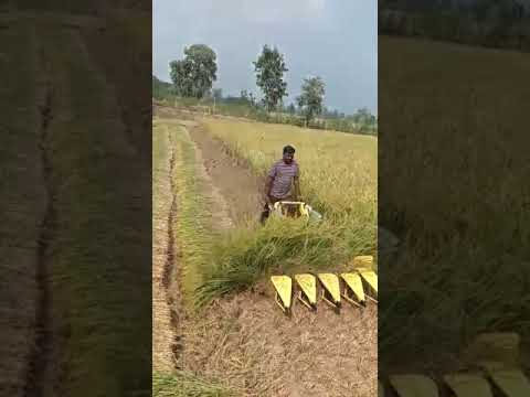 power reaper gehu dhan कटिंग #brushcutter #kisankraft #farming #millpower #farmer #thresher #reaper