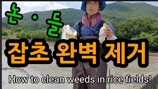 잡초를 논에 말끔히 정리하는 비법 How to clean weeds in rice fields.