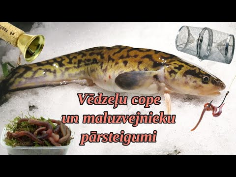 No maluzvejnieku slazdiem līdz vēdzelēm! Adventes kalendārs makšķerniekiem no Salmo!