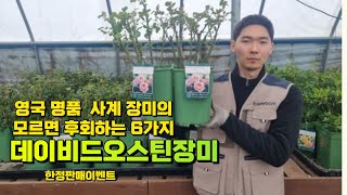 장미 애호가들이 환호하는 데이비드오스틴장미의 모르면 후회하는 6가지(한정판매이벤트)#장미나무#사계넝쿨장미#덩…