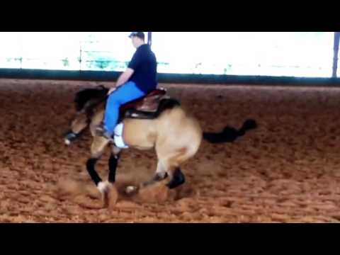 HELLBOY RIO - Centenario Wimpy first foal crop!