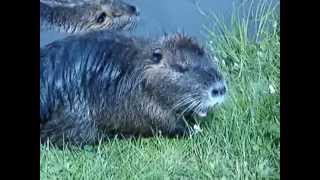 preview picture of video 'Nutria (Myocastor coypus) - nutria family living in Terezin, Czech Republic May 10th 2009'