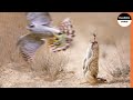 It Only Takes An Eagle 4 Seconds To Kill