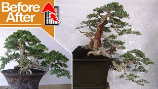 Download lagu Bonsai Santigi atau Pemphis Acidula di Bali ... MANTABSSS - Tedy Boy Bonsai Bandung mp3