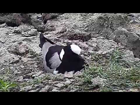 Djuma: (Slow mode) - Blacksmith Lapwings-newly hatched chick is killed - 07:49 - 08/29/20