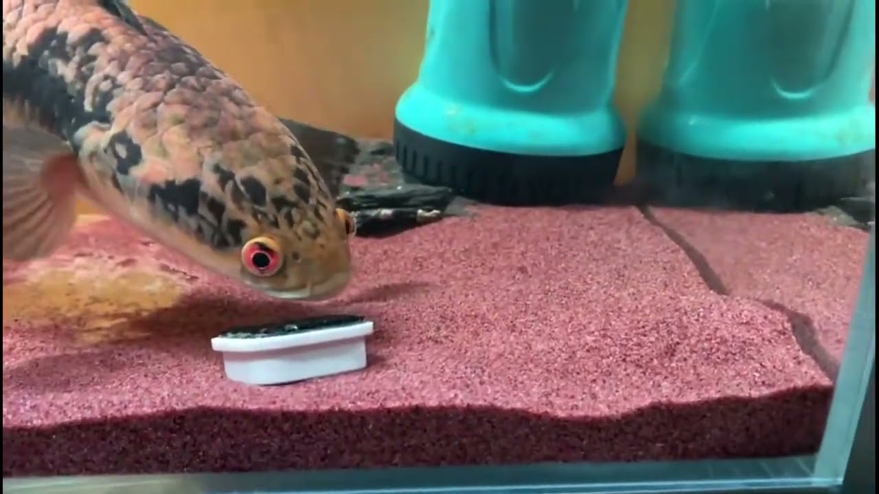 Clever Fish Helps Owner Retrieve Magnet || ViralHog