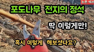 #샤인머스켓재배기술  #포도나무전지작업 #농촌농사귀농귀촌 #정년퇴직 #평생직장 #설날