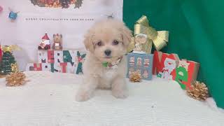 ハーフ犬の動画01