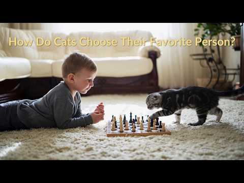 How Do Cats Choose Their Favorite Person? - YouTube