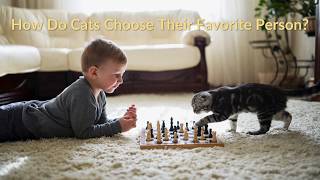 How Do Cats Choose Their Favorite Person?