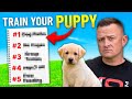 How to Train Your NEW Puppy! - 5 Simple Steps