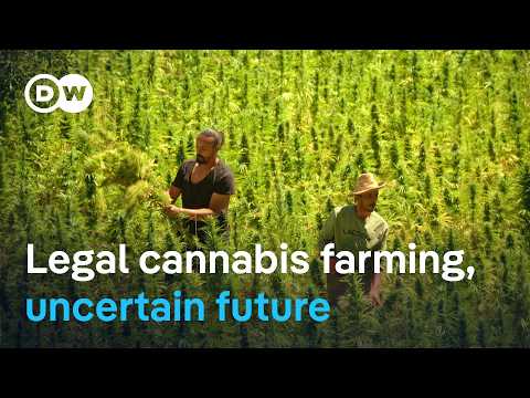 Morocco's Cannabis Reform: Why Small Farmers Are Left Behind | Dw Documentary