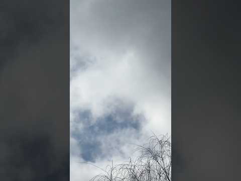 Willows and Beginnings  🌱 Life is Strange Trex #trex