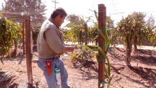 How to Prune Pitahaya: Trellis Training