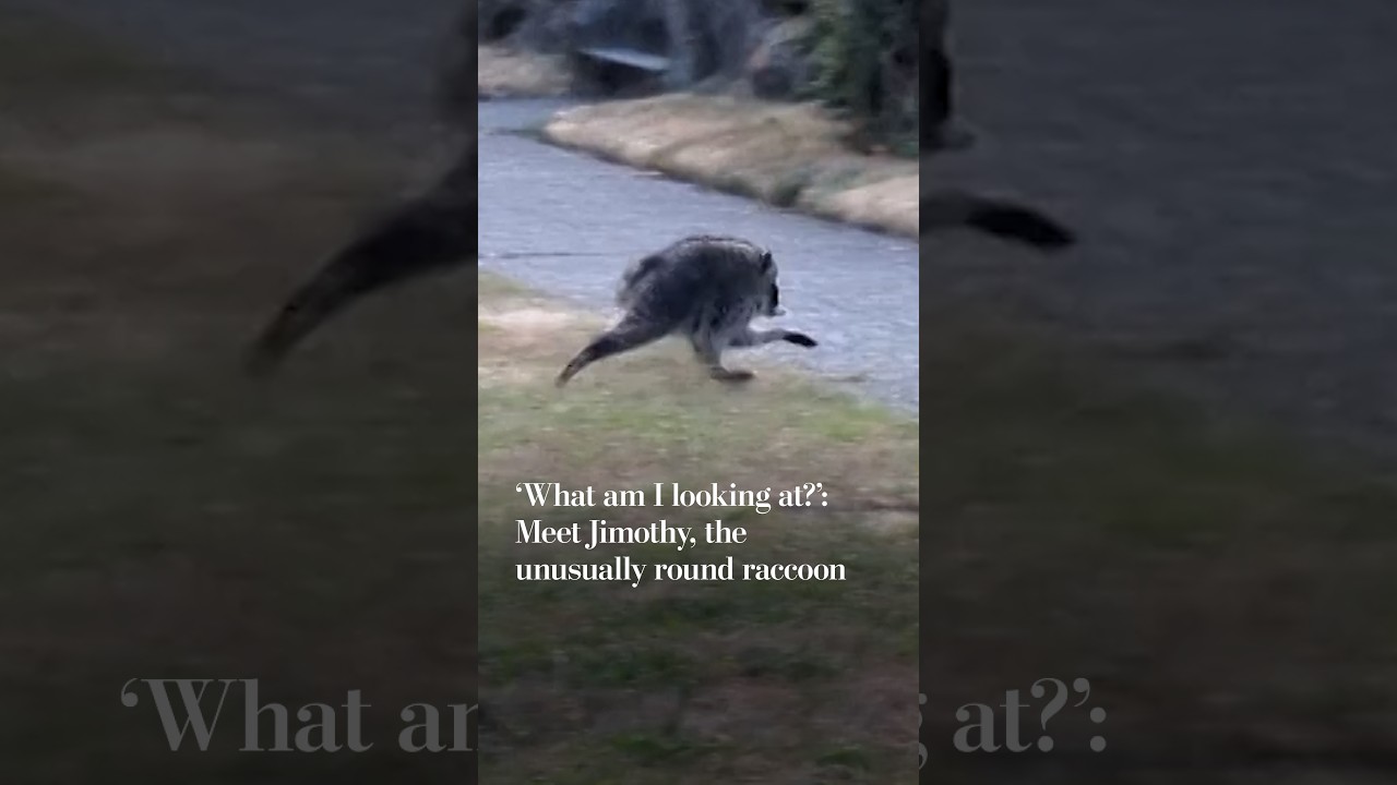 Video: Seattle resident names round raccoon Jimothy after spotting him near car