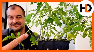 Epic Tomato Experiment: What Will Grow Best?