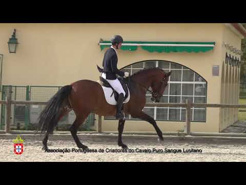 11 Levis - Aprovação Extraordinária de Garanhões