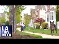 U S Postal Service Dog Safety