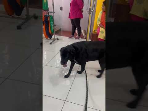 Hygenic Getting Cute Puppies Ready For Body Massage In Pet For Ever Spa #Honeypuppies💞club