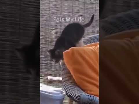 cats funny video 😂 #funny #youtubeshort #shortvideos #cats #funnymoments #shortvideos #youtube 😂😂😂😂😂