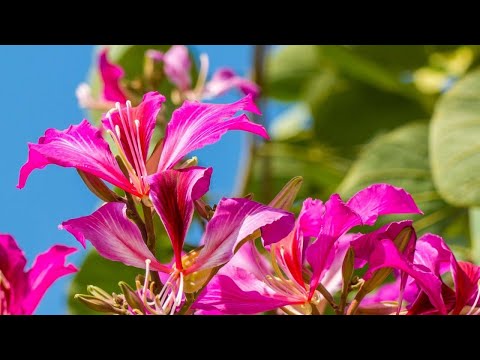 Lucky Plant Koboneela flower වාසනාව කැන්දන කොබෝනීළ ශාකය Kanchan plant  Hong-Kong Orchid