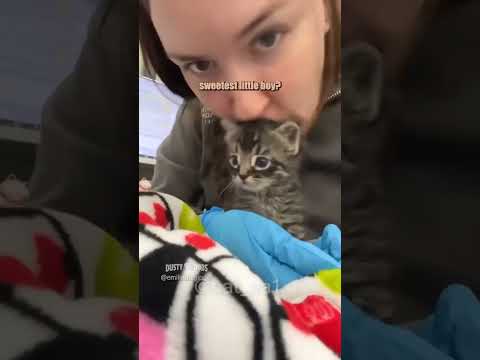 سيارتك حلوه 🤣🤣 #cat #كوميديات #اكسبلور #هتضحك #قطط #تحشيش
