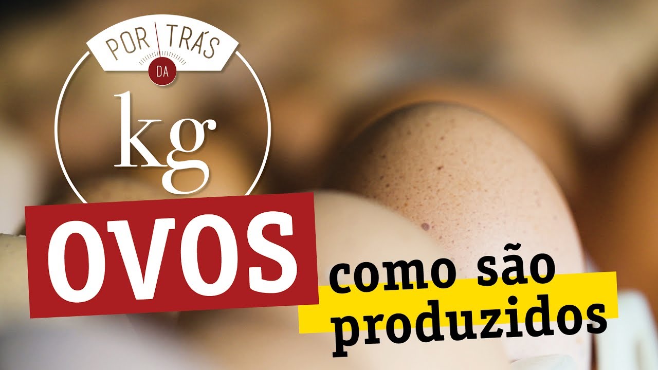 Ovos: como são produzidos? Como vivem as galinhas?