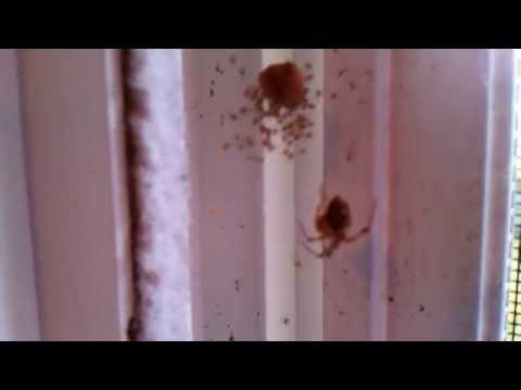 Spiders in the Window