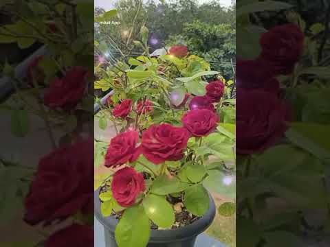 #top flowers at home #lifeisbutadream #gardening