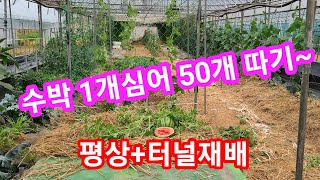 상상초월 수박 재배방법 수박 1개심어 50개 따기 평상+터널 재배~수박 순치는법,수확시기,키우기