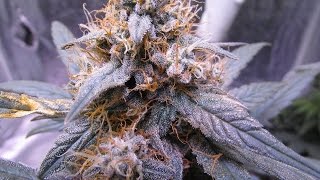 How To Grow Show! - Marijuana Indoor Garden