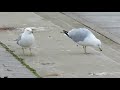 A Pair Of Ring Billed Gulls In Toronto
