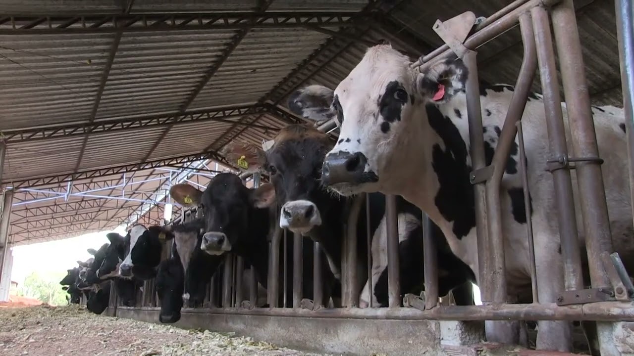 Acidose ruminal - dos sintomas ao tratamento