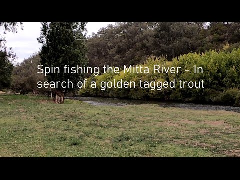 Spin fishing the Mitta River - in search of a golden tagged trout