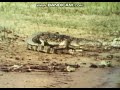 Classic Sesame Street Film Crocodile 1972