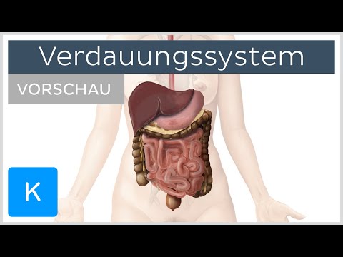 Verdauungssystem - Aufbau und Funktion (Vorschau) | Kenhub