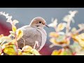 The sound of the Mourning dove - Bird Sounds | 10 Hours