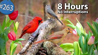 Relaxing TV for Cats π» 8 Hours of Uninterrupted Birds π¦ Tulips Cat TV @LensMyth