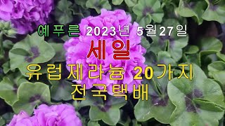 예푸른 유럽제라늄 세일  전국택배