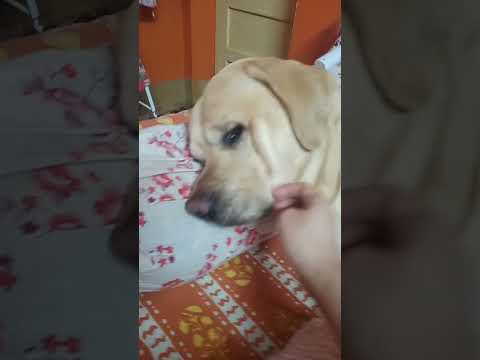 #dinku #sleep #love #labrador #new