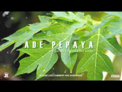 Ade pepaya   pace santana X legi 483 X pace gunung