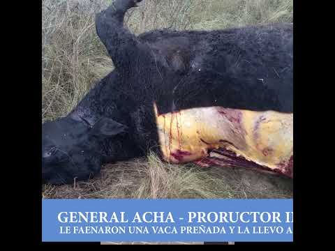 Harto de que le maten animales, llevó una pata de vaca a un municipio de General Acha(La Pampa).