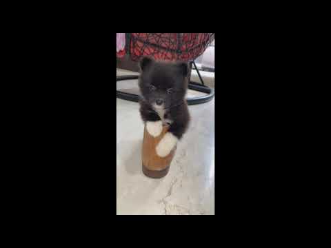 My cutie pie❤❤#shorts