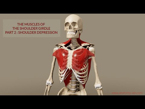 Muscles Of The Shoulder Girdle- Part 2: Shoulder Depression (3D Anatomy)