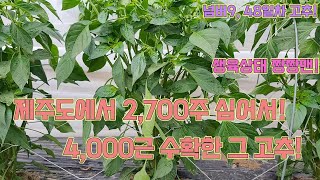 1나무 1근 이상 따는 고추 생육상태!! 48일차 고추농사 잘 짓는 법!