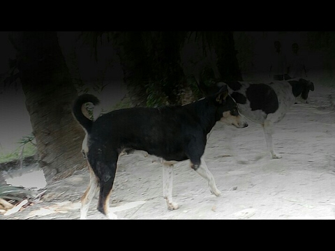 the most Beautiful dog