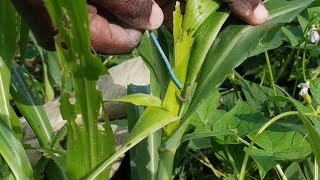 The Cheapest way to Get Rid of the ARMYWORM out of your Corn/Maize