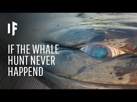 【海洋教育】捕鯨會加速氣候變遷！？ (What If We Never Started Hunting Whales?)